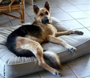 German shepherd laying on a dog bed.