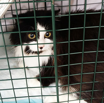 A black and white cat in a crate.